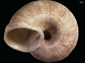 Media type: image; Malacology 167151